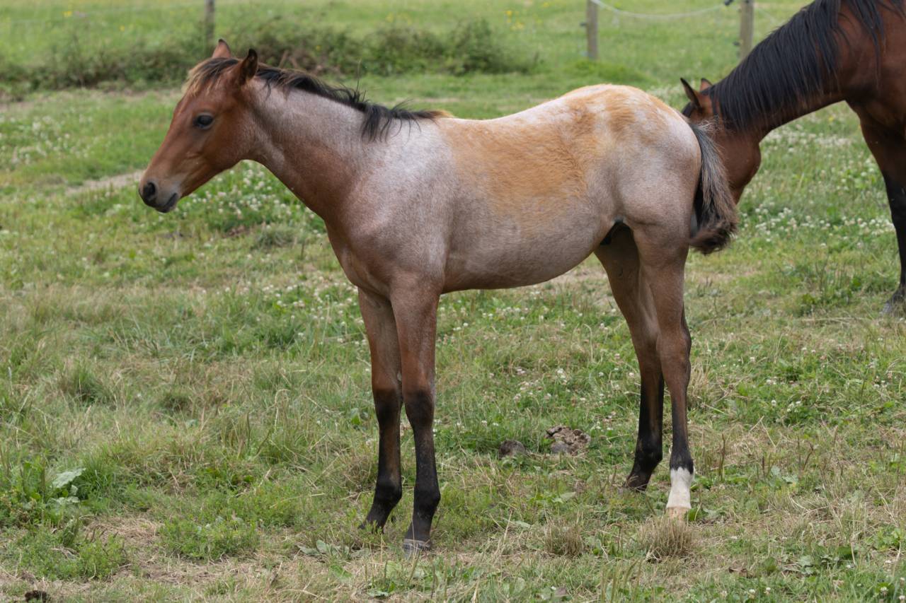Puledro Quarter Horse In vendita 2024 Roano