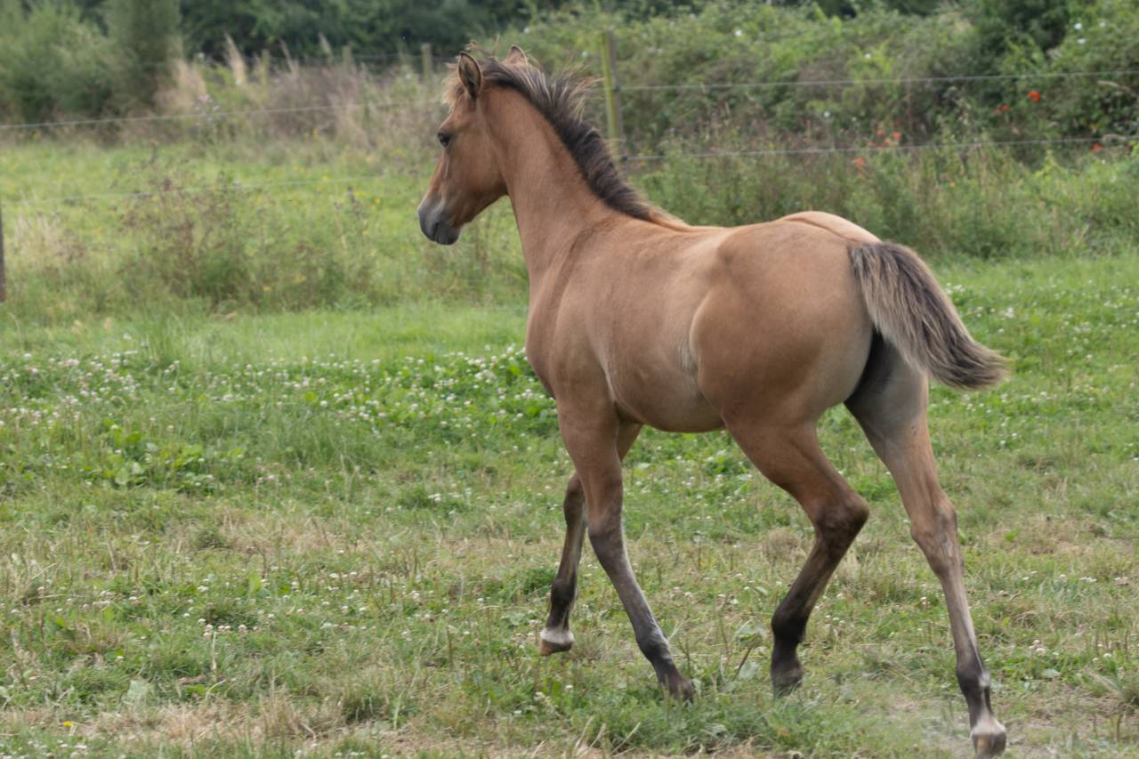 Puledra Quarter Horse In vendita 2024 Dun