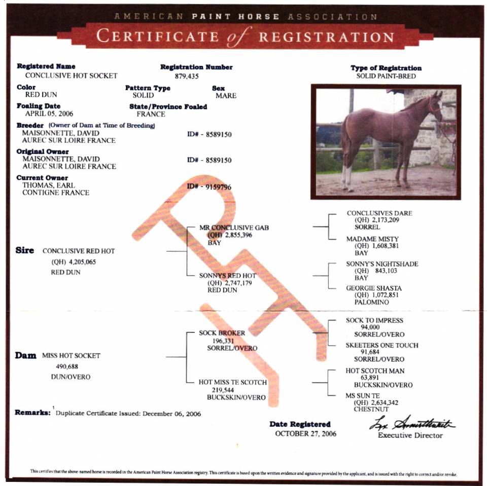 Fattrice Paint Horse In vendita 2006 Dun