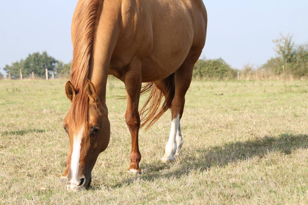 Fattrice Paint Horse In vendita 2006 Dun