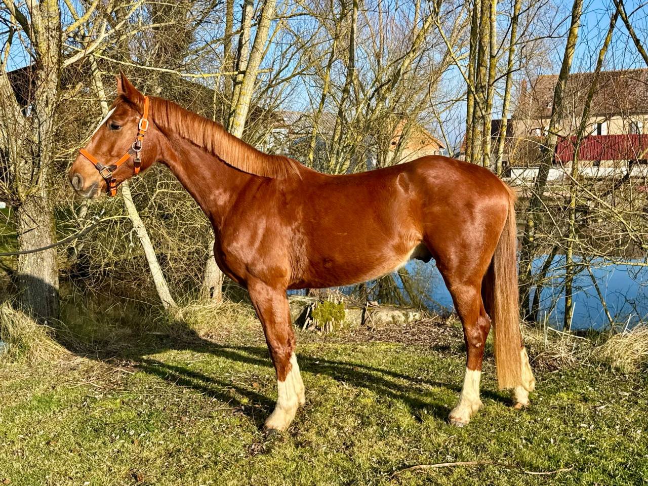 Castrone Sella Francese In vendita 2021 Sauro ,  BALOUBET DU ROUET