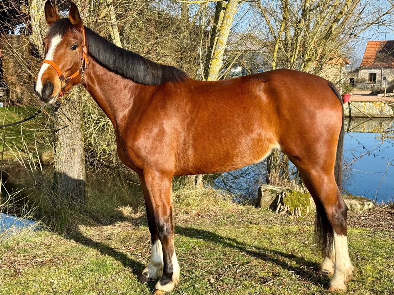 Cavalla Sella Francese In vendita 2020 Baio ,  Emerald van't ruyterhof