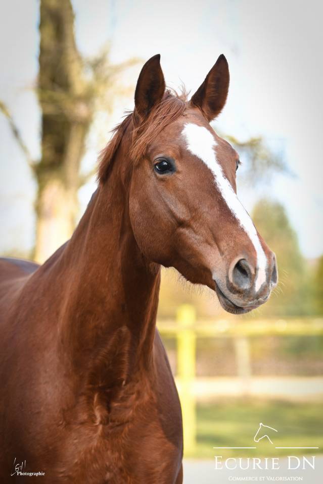Cavalla Hanovrien In vendita 2020 Sauro ,  Lord Loxley