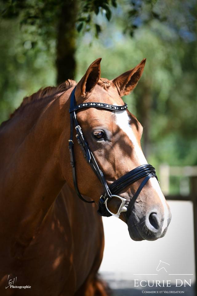 Cavalla Hanovrien In vendita 2020 Sauro ,  Lord Loxley