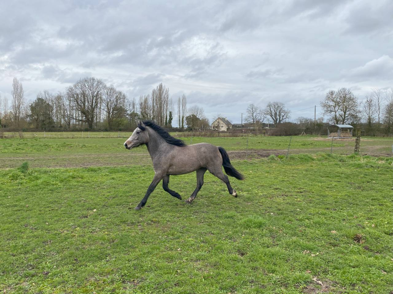 Puledra New Forest In vendita 2023 Baio ,  KENZO (NDL)