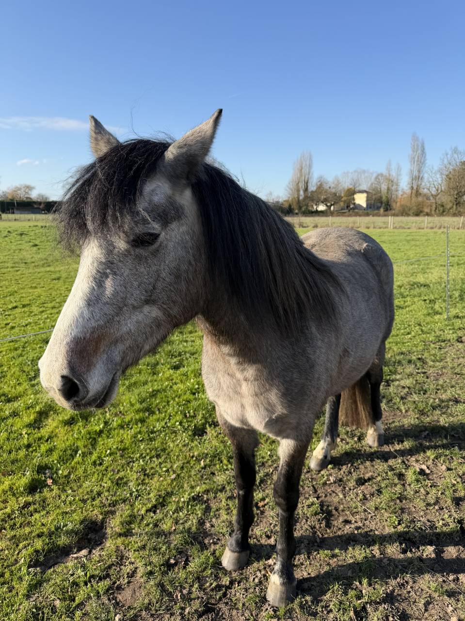 Puledra New Forest In vendita 2023 Baio ,  KENZO (NDL)