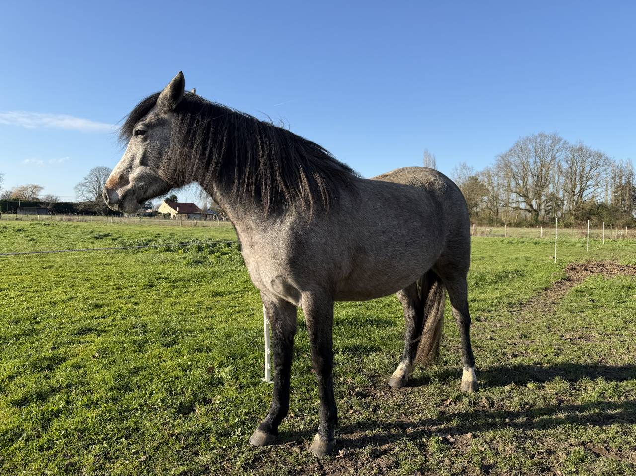 Puledra New Forest In vendita 2023 Baio ,  KENZO (NDL)