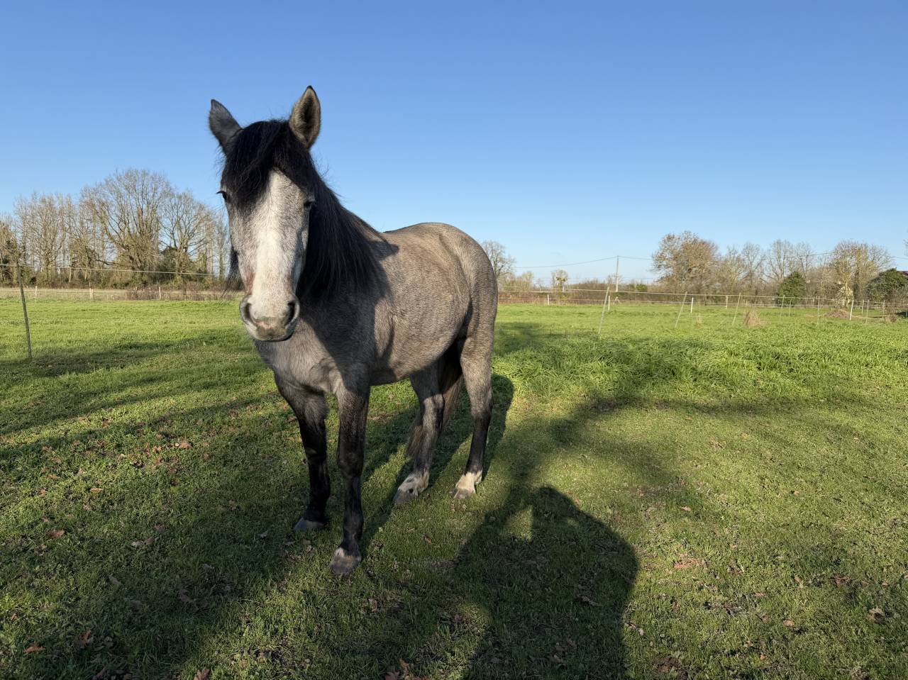 Puledra New Forest In vendita 2023 Baio ,  KENZO (NDL)