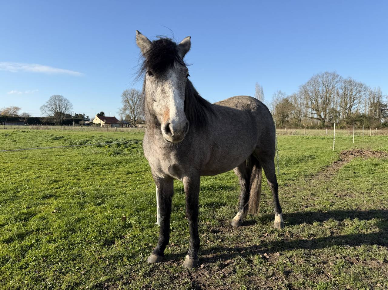 Puledra New Forest In vendita 2023 Baio ,  KENZO (NDL)