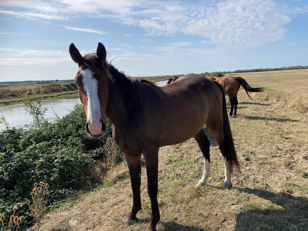 Castrone Sella Francese In vendita 2022 Altro colore ,  FIDJY OF COLORS (BEL) BWP 2005