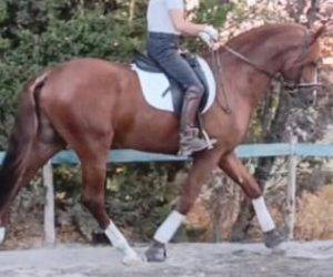 Intero PRE Andaluso In vendita 2020 Sauro