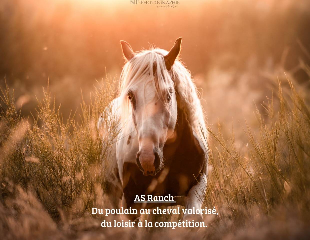 Ranch Equi'culture | Formazione, Insegnamento equestre > Centri di formazione equini