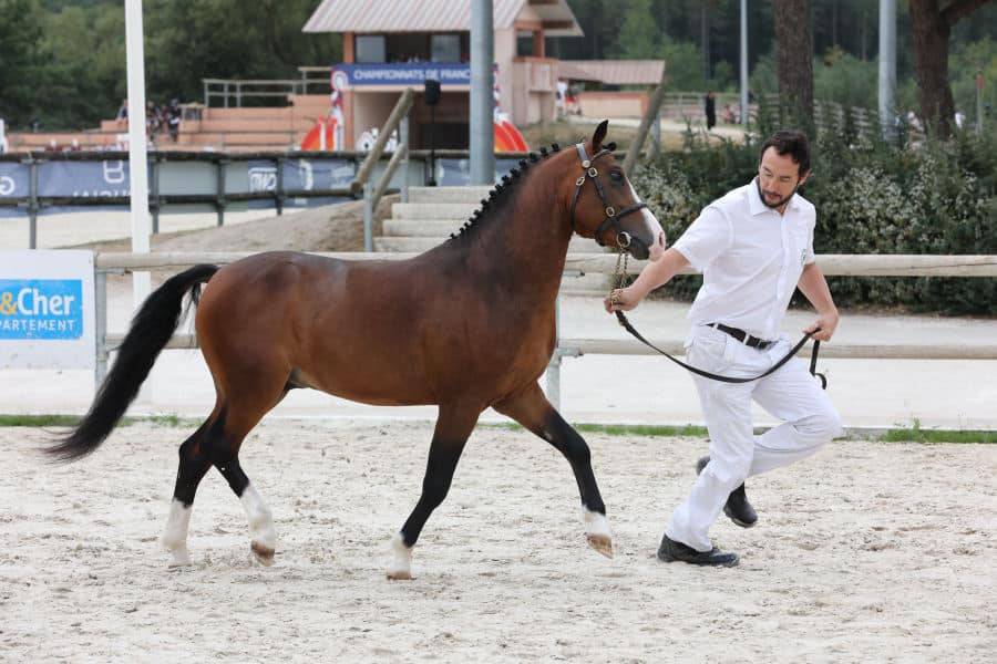 Koetsiershoeve Billy of Glory - New Forest 2019 ,  Comm's Forest Dille