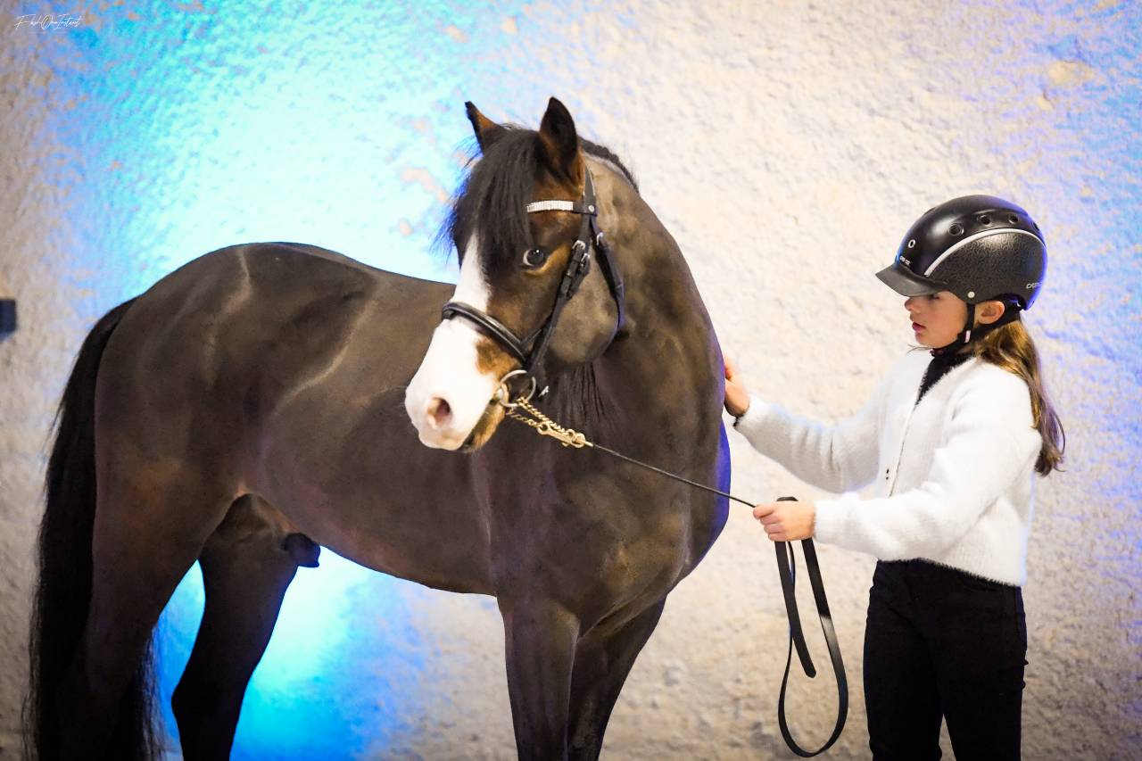 Koetsiershoeve Billy of Glory - New Forest 2019 ,  Comm's Forest Dille