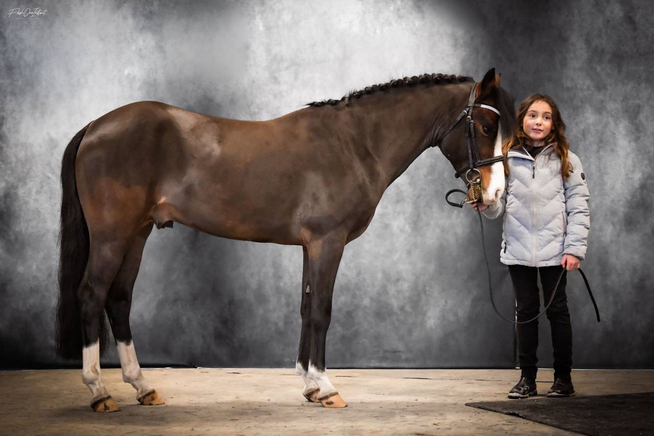 Koetsiershoeve Billy of Glory - New Forest 2019 ,  Comm's Forest Dille