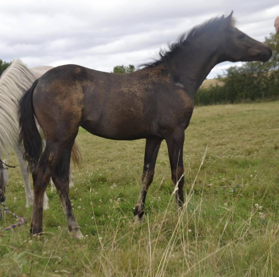 Koetsiershoeve Billy of Glory - New Forest 2019 ,  Comm's Forest Dille