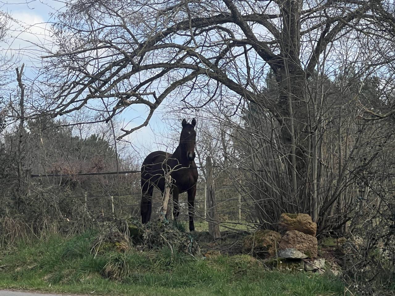 Centro di stagione cavallo In vendita Allier