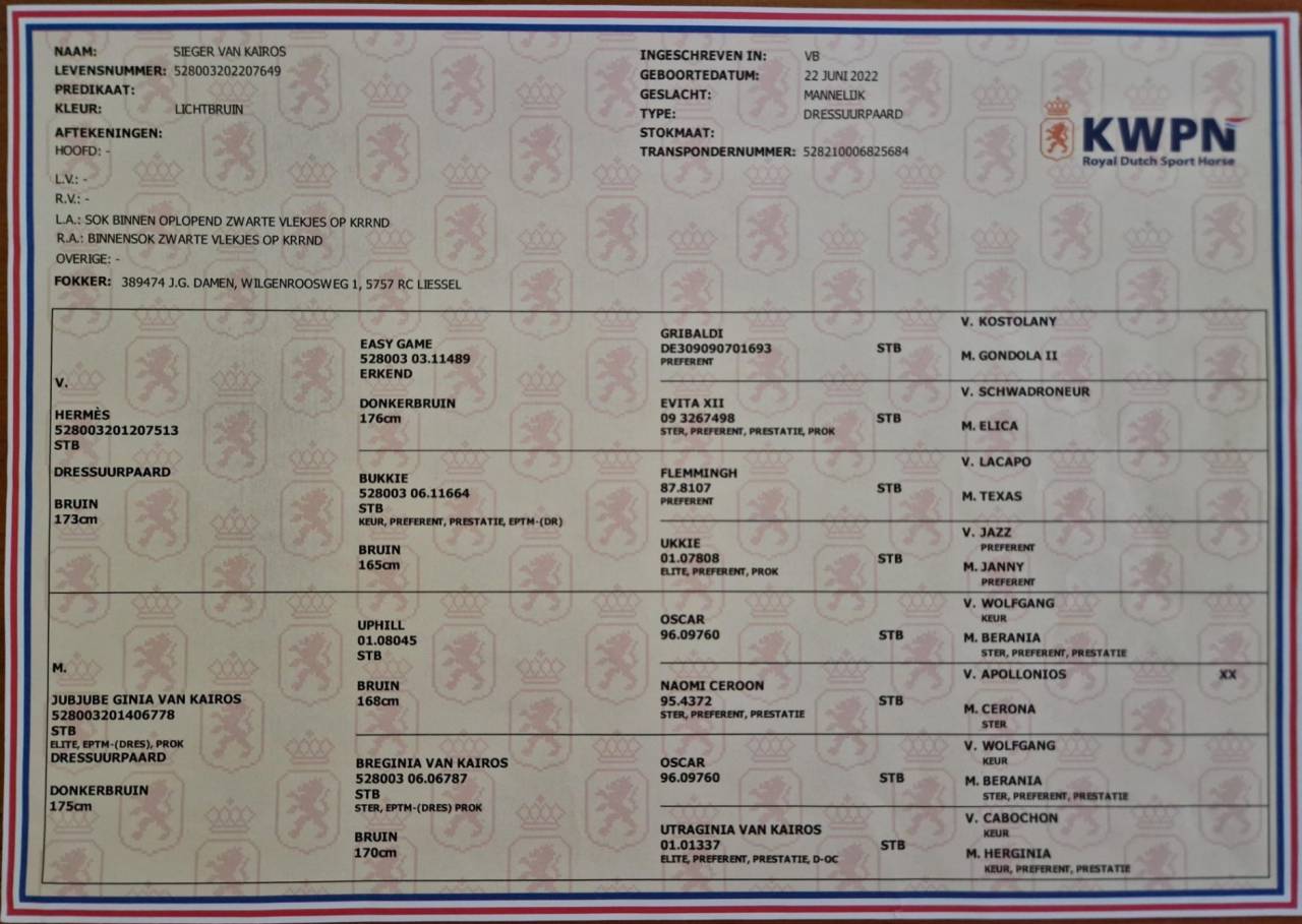 Puledro KWPN Cavallo da Sport Neerlandese In vendita 2022 Baio scuro ,  HERMES