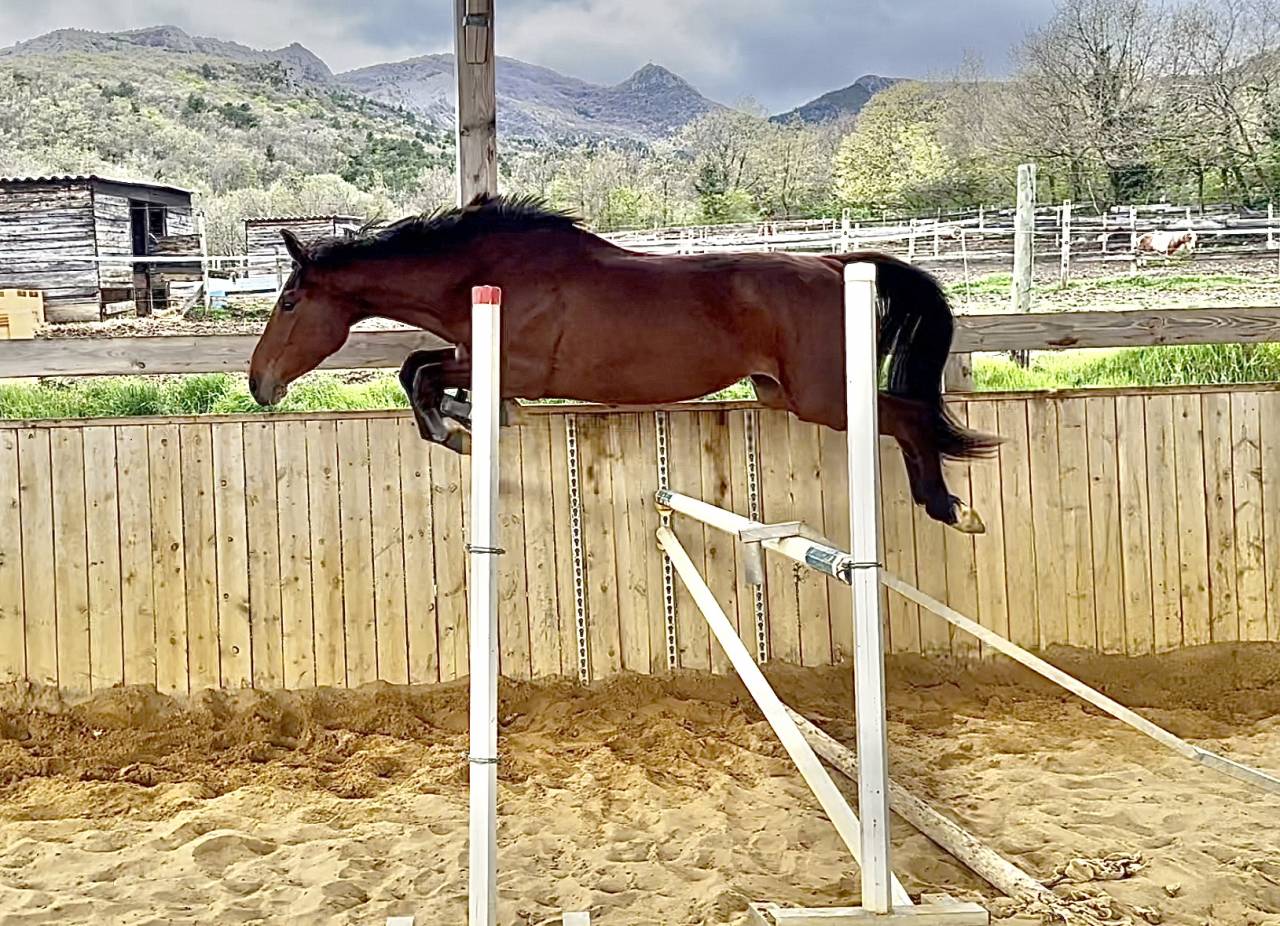 Cavalla Sella Francese In vendita 2022 Baio ,  victorhugo du bois margot