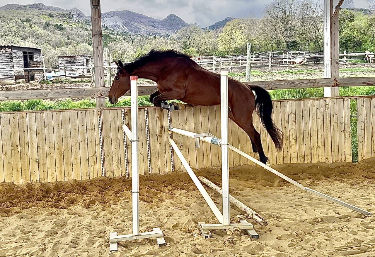 Cavalla Sella Francese In vendita 2022 Baio ,  victorhugo du bois margot