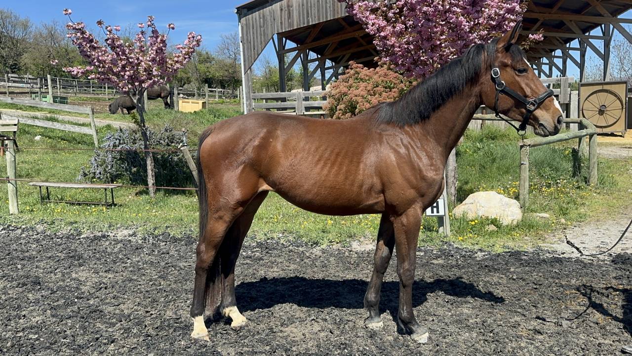 Cavalla Sella Francese In vendita 2022 Baio ,  victorhugo du bois margot