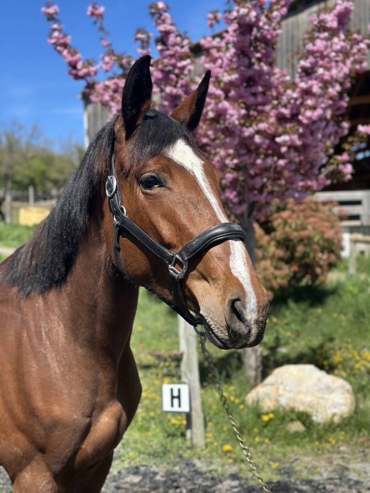 Cavalla Sella Francese In vendita 2022 Baio ,  victorhugo du bois margot