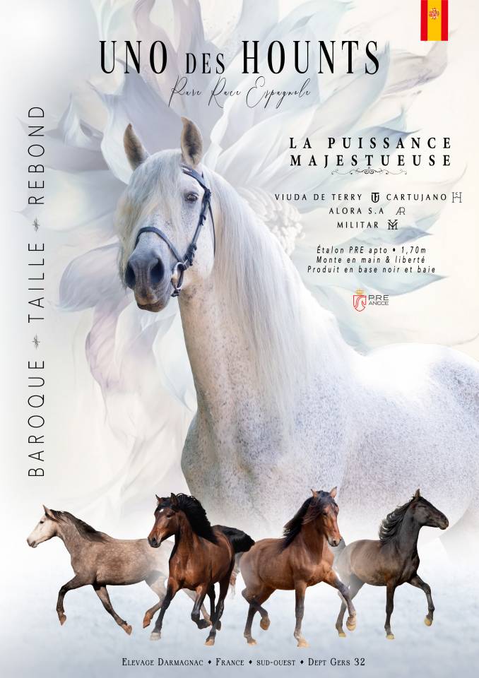 Uno des Hounts - PRE Andaluso 2008 ,  Gemelo IV