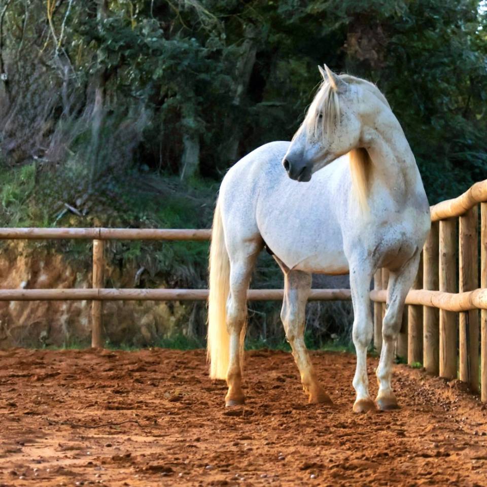 Uno des Hounts - PRE Andaluso 2008 ,  Gemelo IV