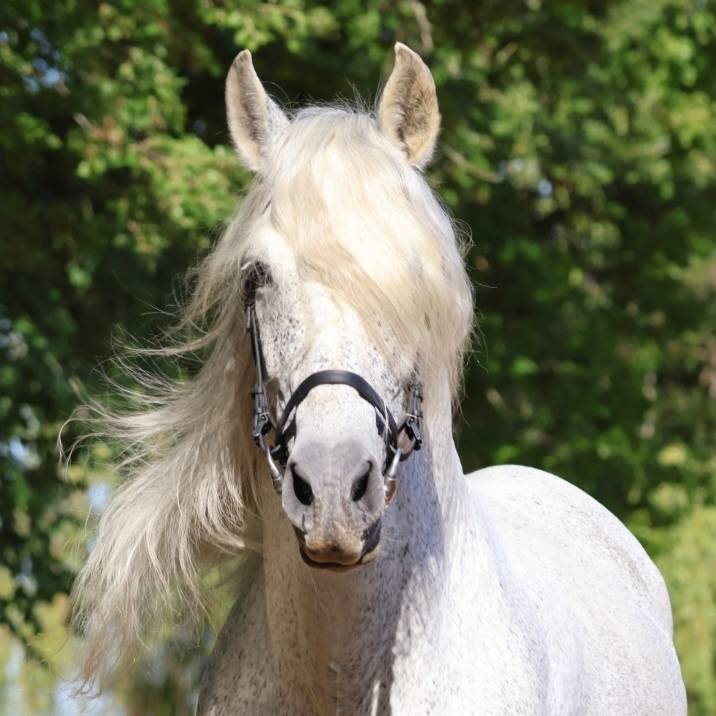 Uno des Hounts - PRE Andaluso 2008 ,  Gemelo IV