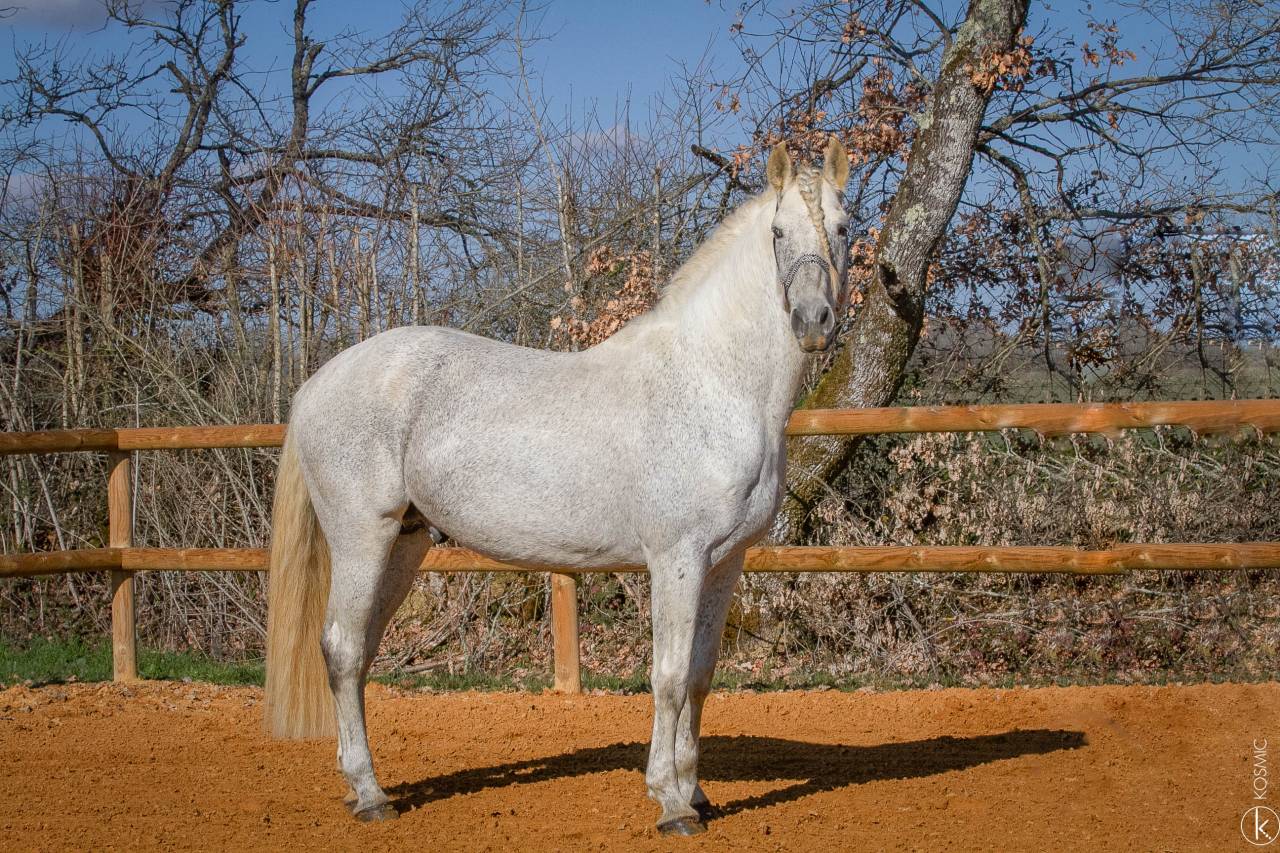 Uno des Hounts - PRE Andaluso 2008 ,  Gemelo IV