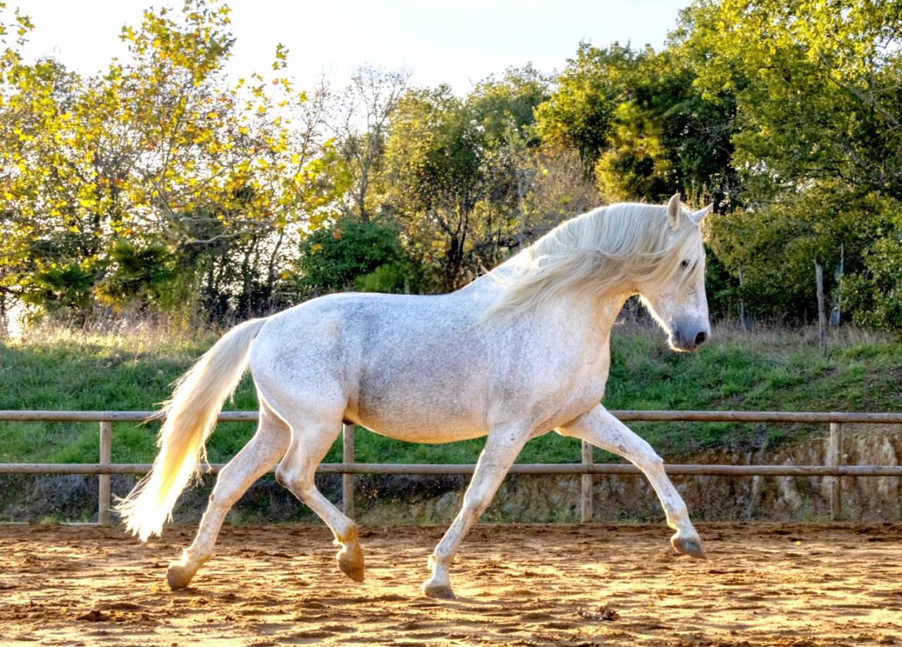 Uno des Hounts - PRE Andaluso 2008 ,  Gemelo IV