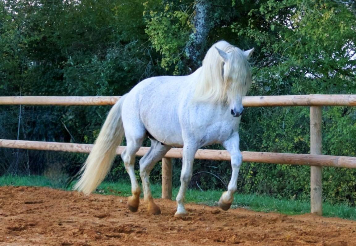 Uno des Hounts - PRE Andaluso 2008 ,  Gemelo IV