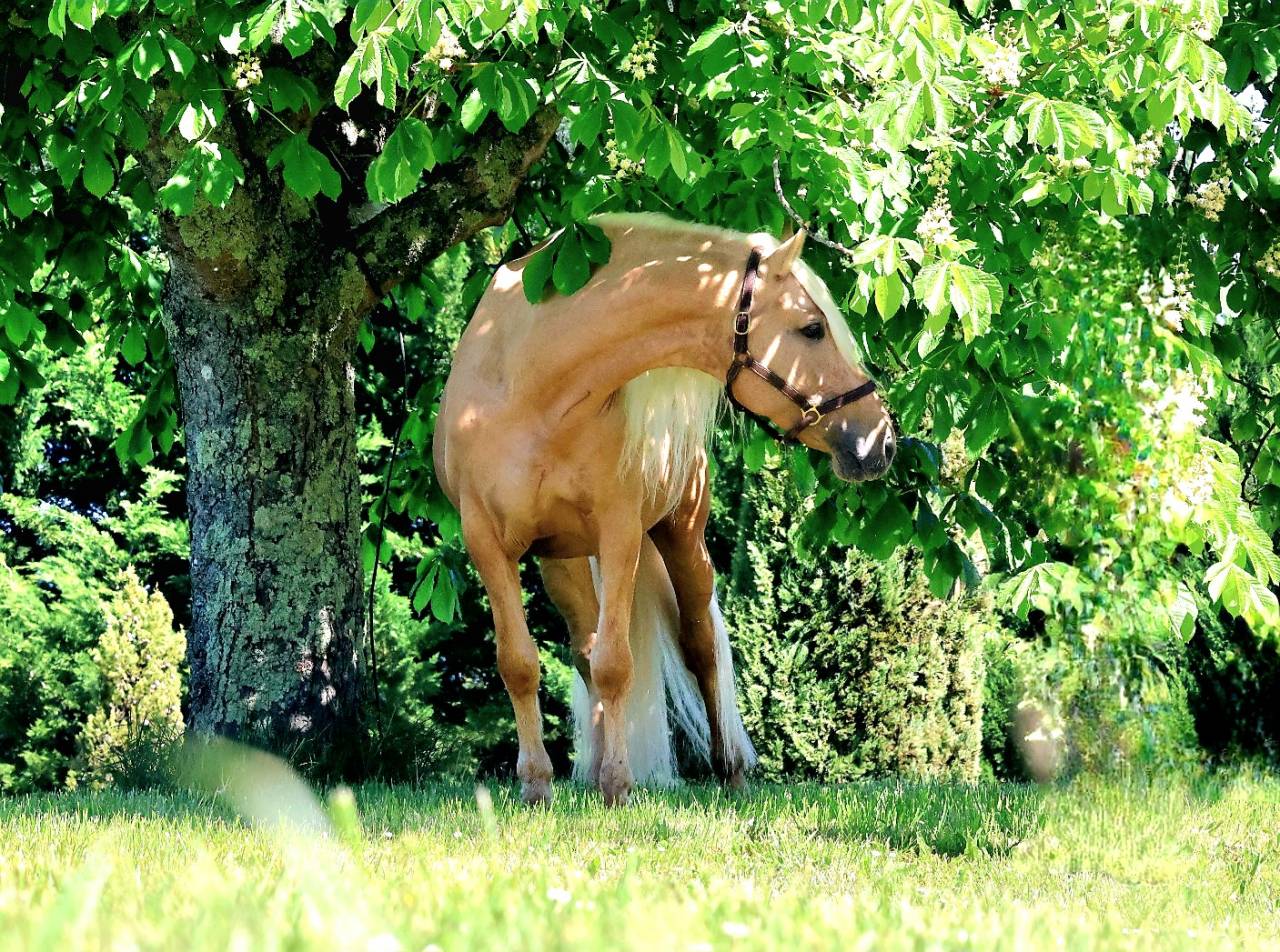 Principe CL - PRE Andaluso 2018 ,  Principal AG