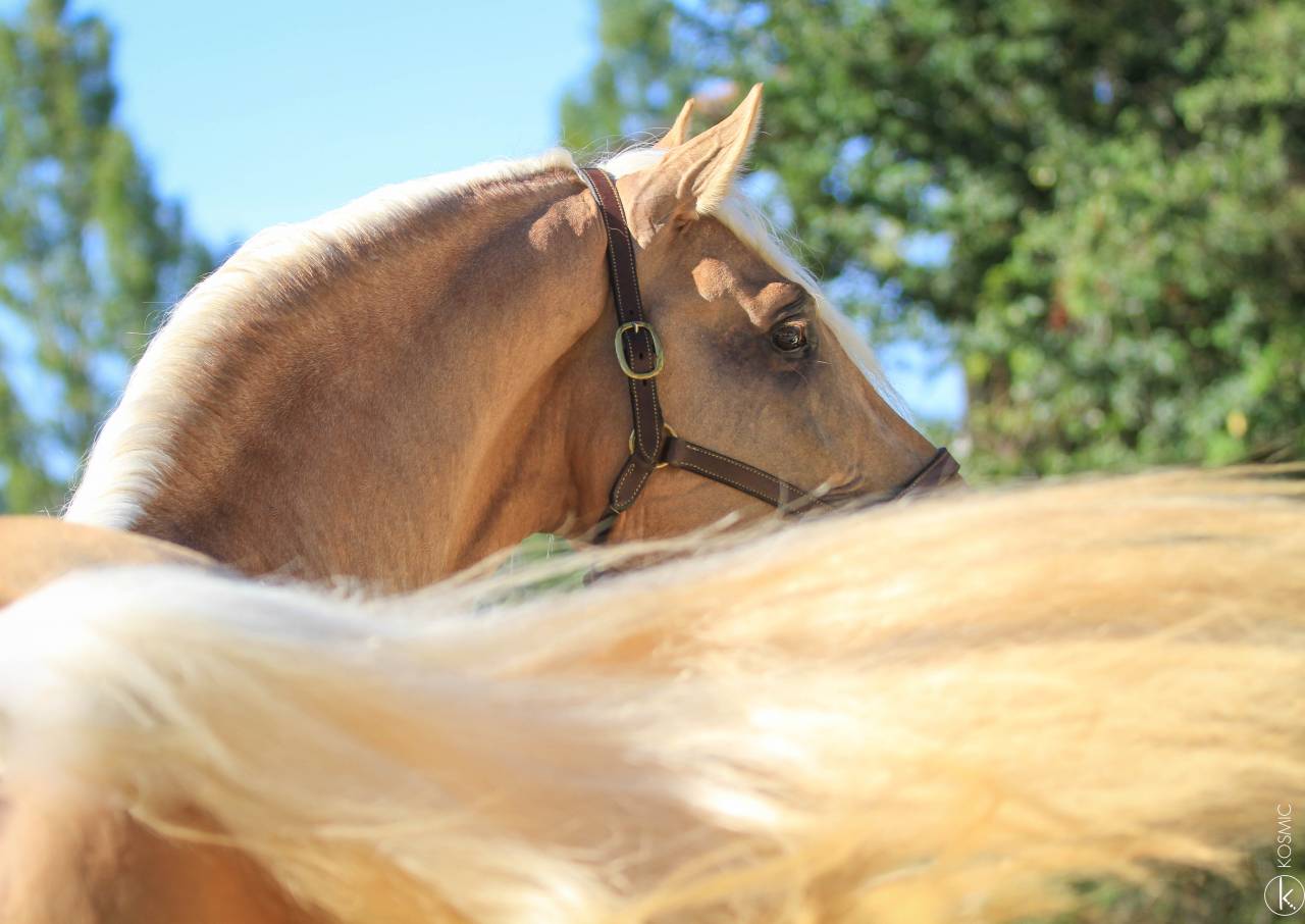 Principe CL - PRE Andaluso 2018 ,  Principal AG