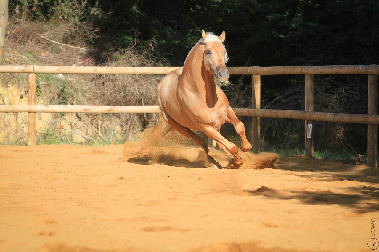 Principe CL - PRE Andaluso 2018 ,  Principal AG