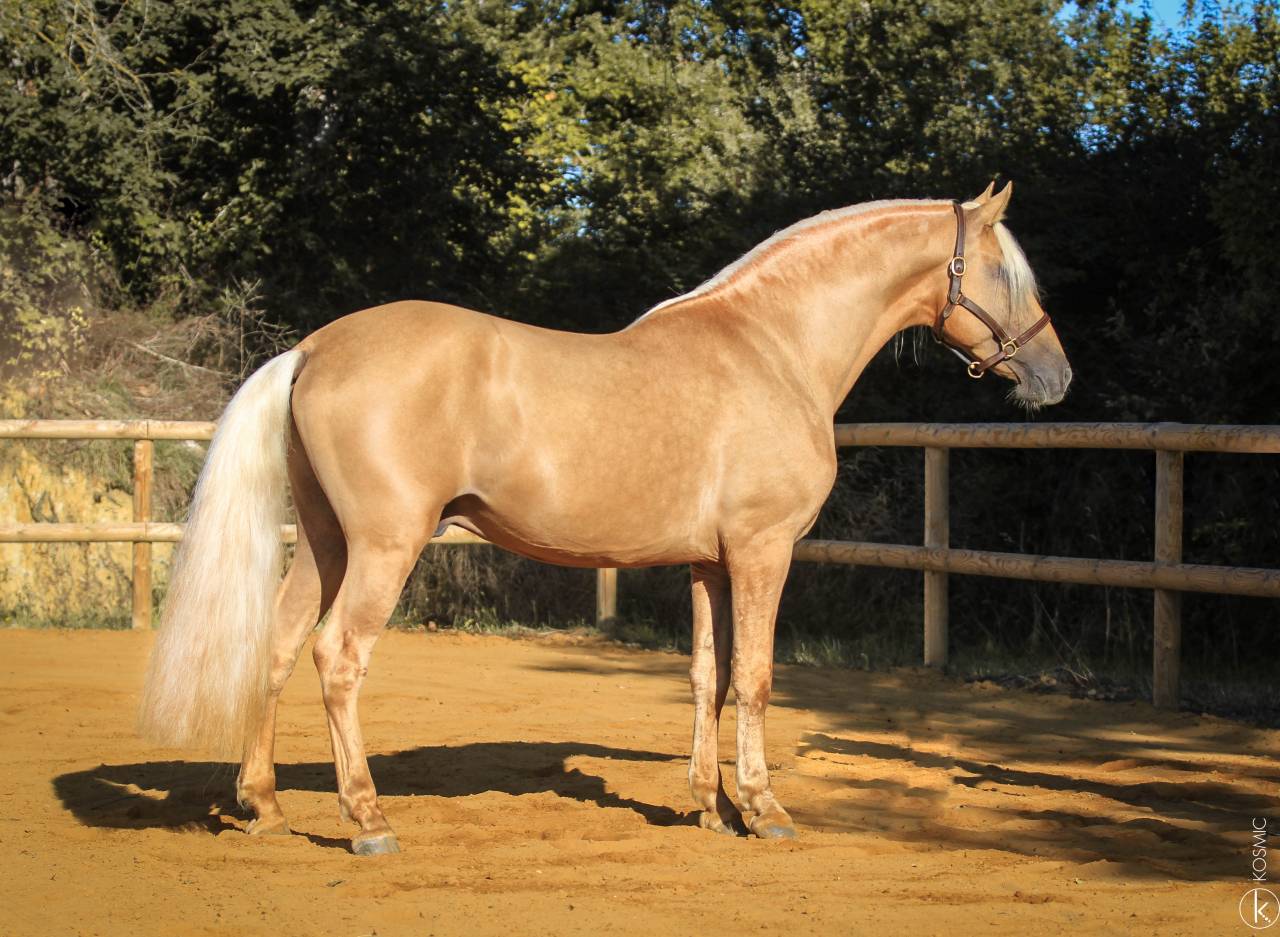 Principe CL - PRE Andaluso 2018 ,  Principal AG