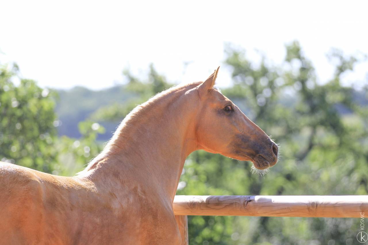 Principe CL - PRE Andaluso 2018 ,  Principal AG