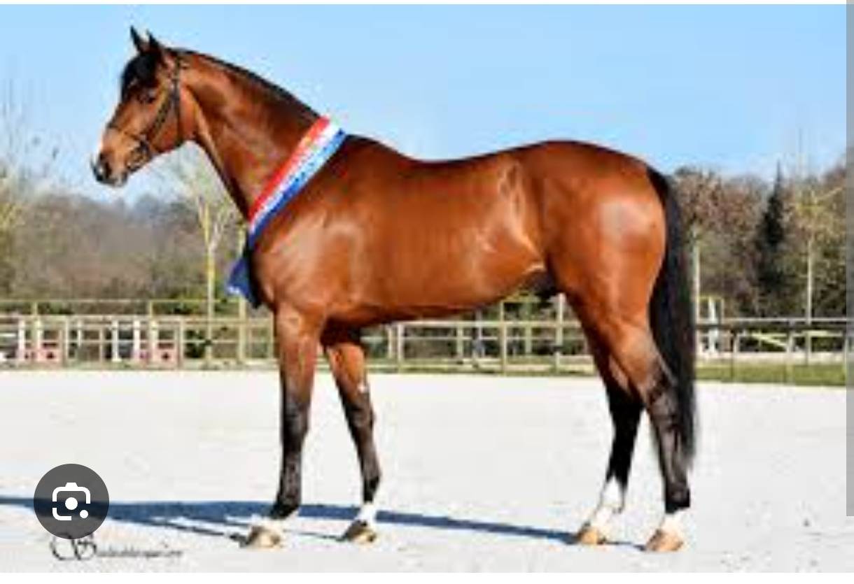 Cavalla Sella Francese In vendita 2021 Baio ,  Fibonacci de Lessac