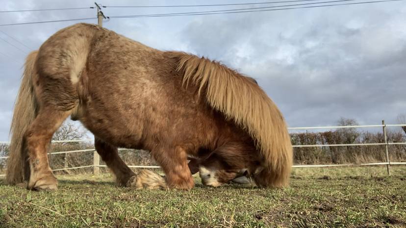 Colosse d’Etp - Origine Non Constatata 2010