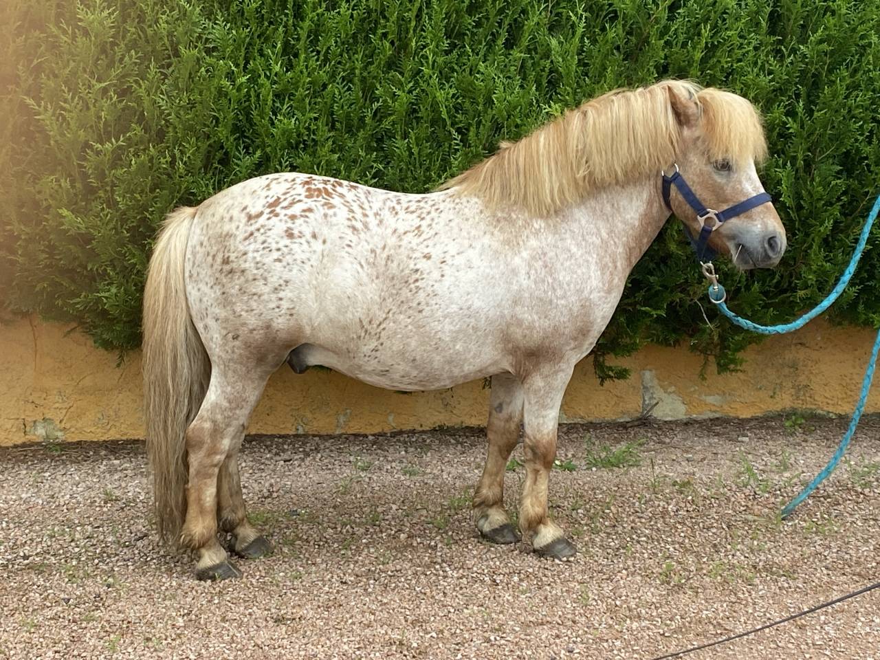 Colosse d’Etp - Origine Non Constatata 2010