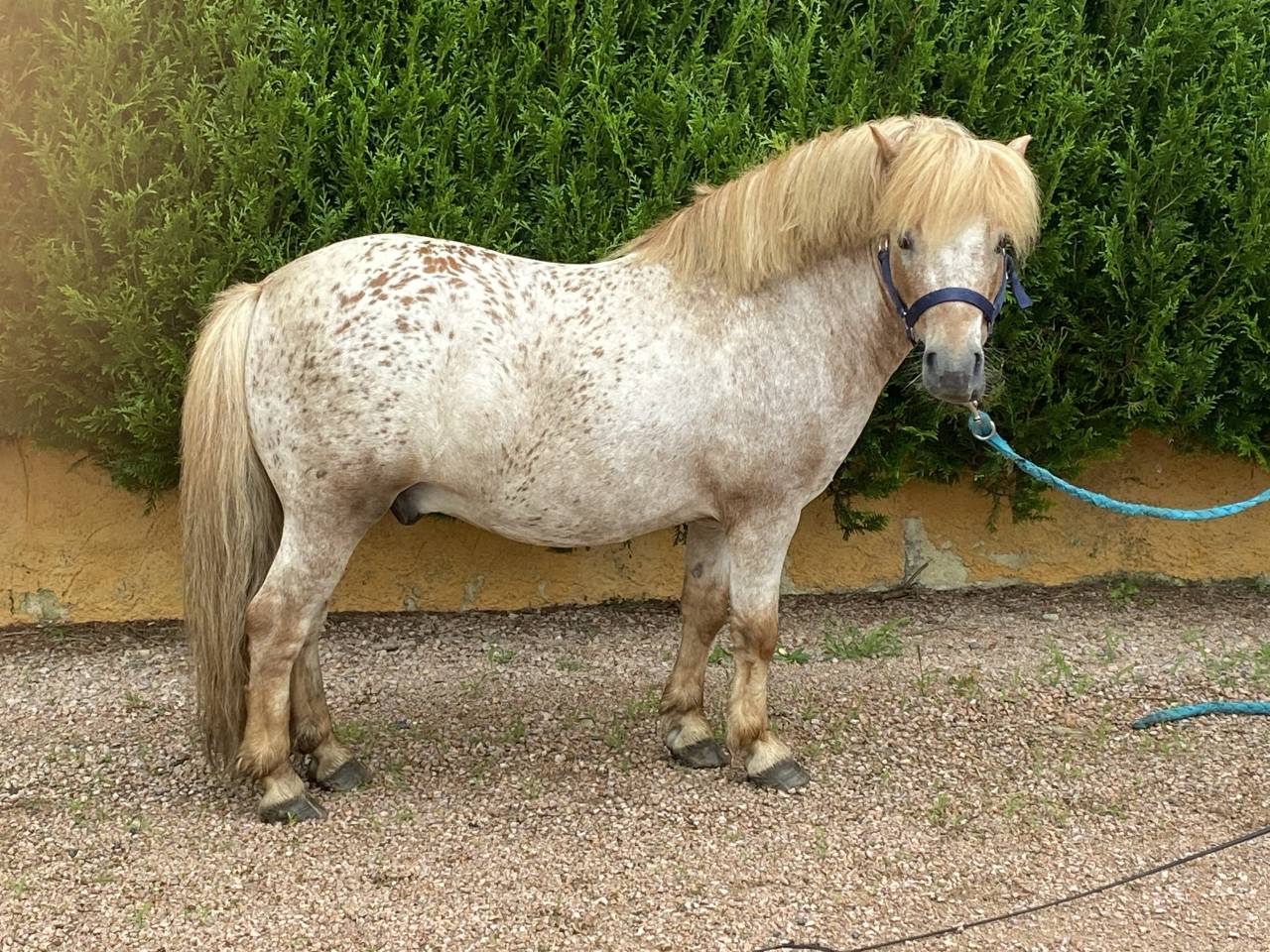 Colosse d’Etp - Origine Non Constatata 2010