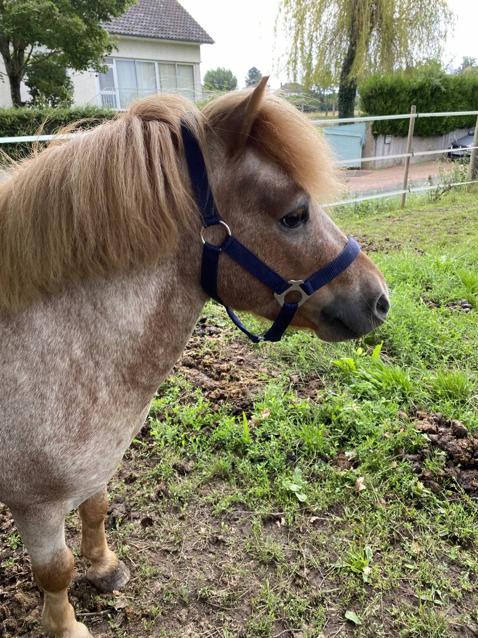 Colosse d’Etp - Origine Non Constatata 2010