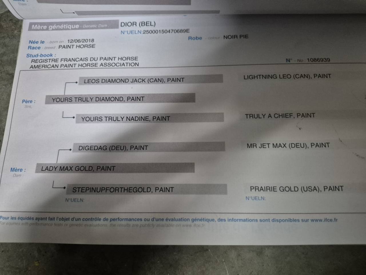 Nippon - Paint Horse 2023