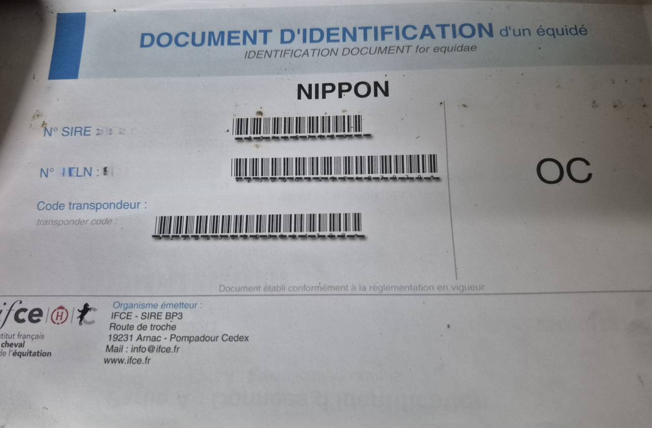 Nippon - Paint Horse 2023