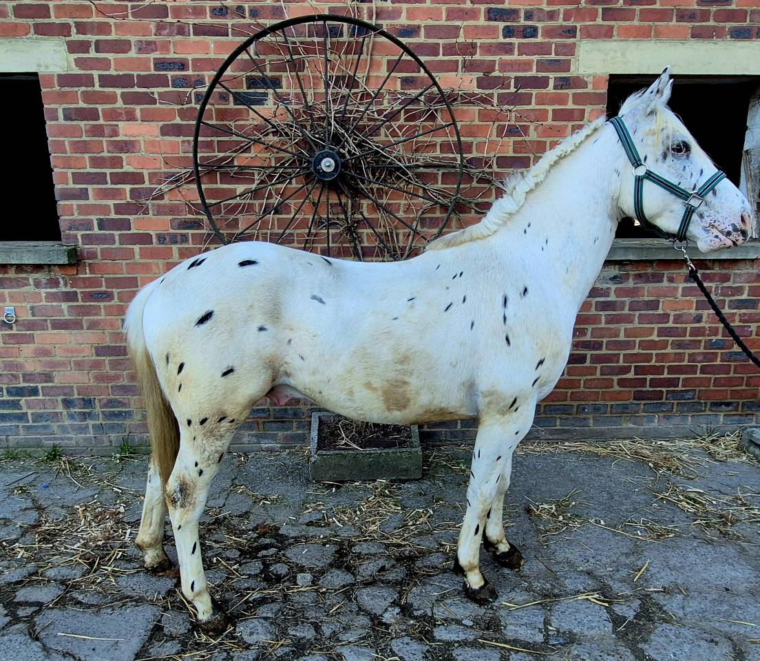 Nippon - Paint Horse 2023