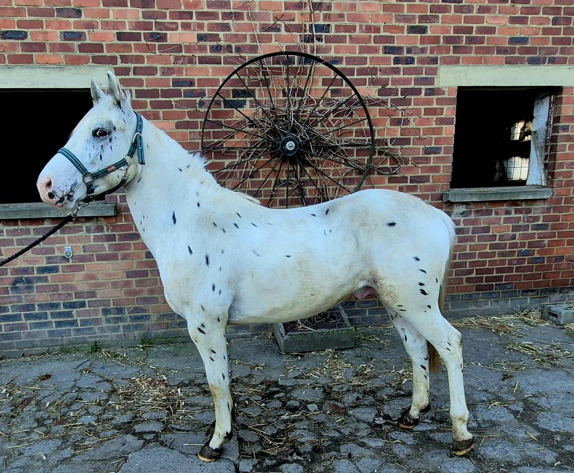 Nippon - Paint Horse 2023