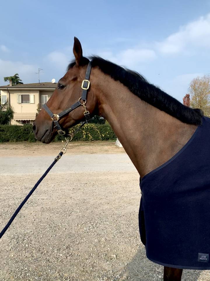 KWPN - CASTRONE - 12 ANNI