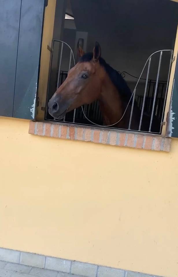 KWPN - CASTRONE - 12 ANNI