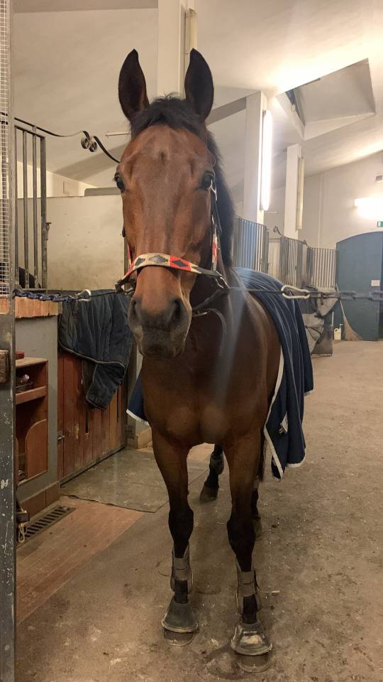 KWPN - CASTRONE - 12 ANNI