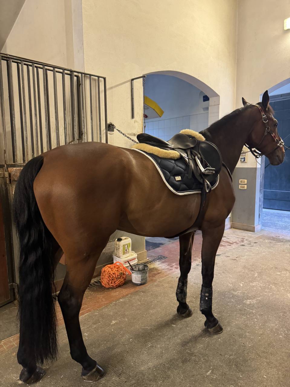 KWPN - CASTRONE - 12 ANNI